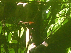 Cantorchilus semibadius