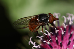 Rhingia