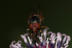 Rhingia