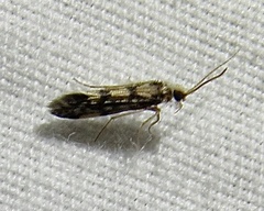 Agraylea