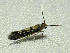 Agraylea