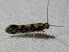 Agraylea