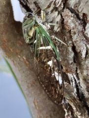 Neotibicen latifasciatus