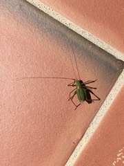 Leptophyes laticauda