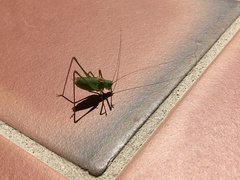 Leptophyes laticauda