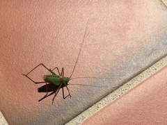 Leptophyes laticauda