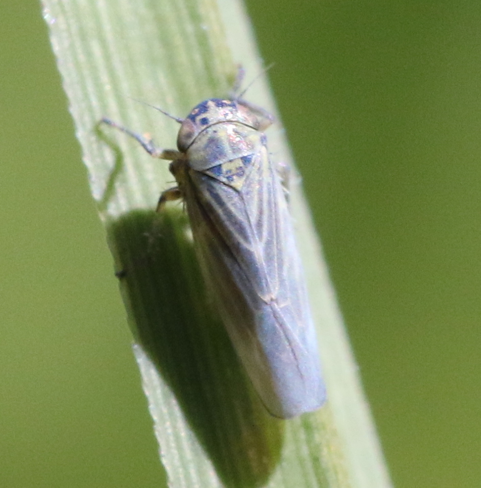Macrosteles ossiannilssoni