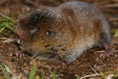 Cryptomys hottentotus