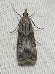 Eudonia torniplagalis