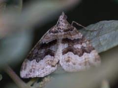 Perizoma custodiata