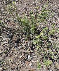 Justicia californica