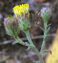 Erigeron petrophilus