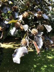 Fagus sylvatica