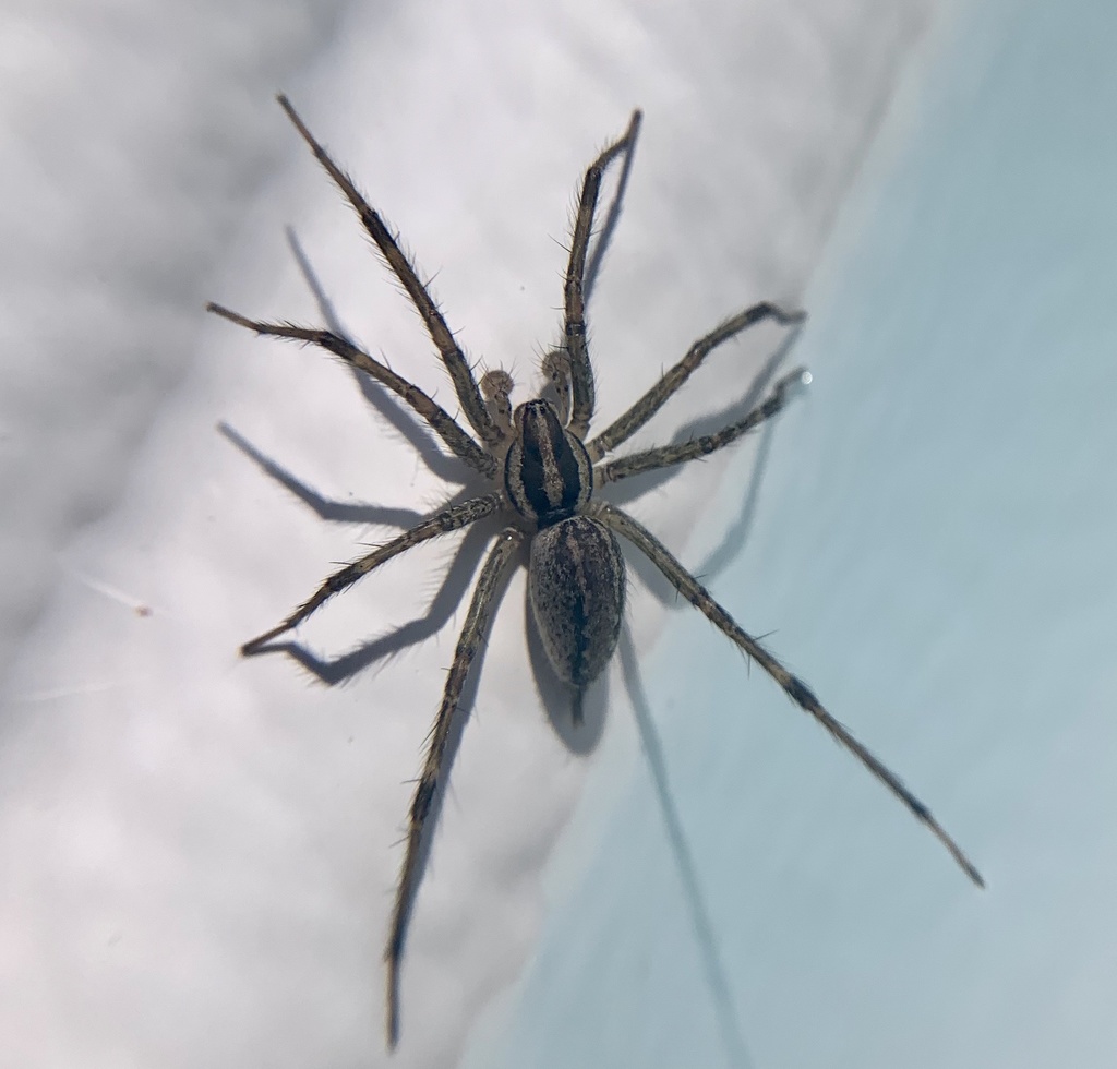 Grass Spiders from Kensington Way, Richland, WA, US on July 29, 2020 at ...