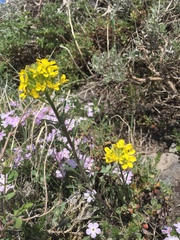 Erysimum perenne