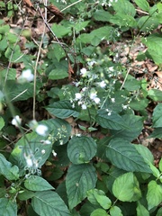 Circaea lutetiana