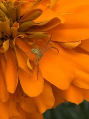Thomisidae