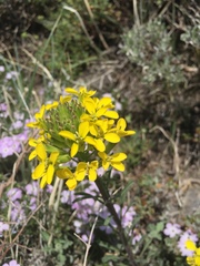 Erysimum perenne