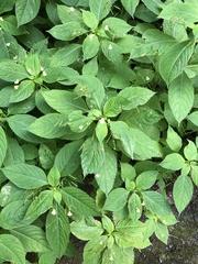 Impatiens parviflora