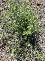 Justicia californica