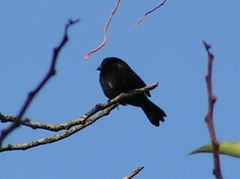 Sporophila corvina
