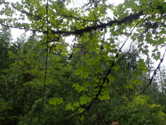 Acer glabrum douglasii