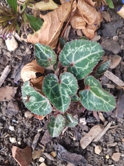 Cyclamen
