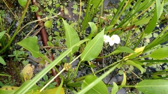 Sagittaria platyphylla
