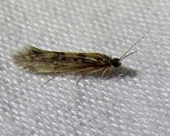 Agraylea