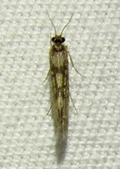 Agraylea