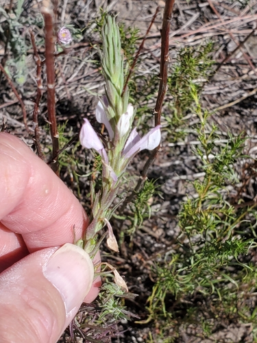 Image of Orthocarpus purpureoalbus by no rights reserved