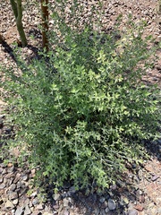Justicia californica