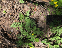 Polemonium californicum