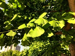 Ginkgo biloba