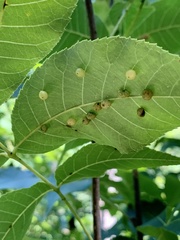 Caryomyia tuberculata