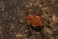 Erginulus roeweri