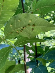 Caryomyia tuberculata