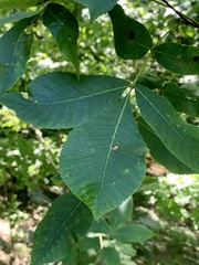 Caryomyia tuberculata