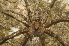 Acanthoctenus