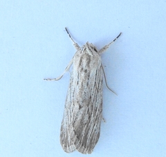 Catabena lineolata