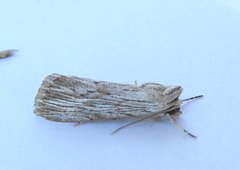 Catabena lineolata