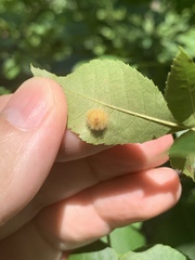Caryomyia holotricha