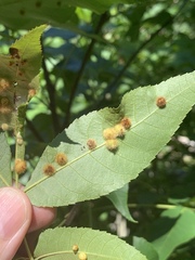 Caryomyia holotricha