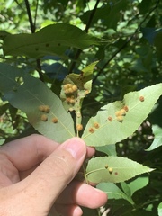 Caryomyia holotricha