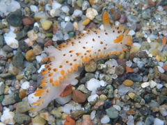 Crimora coneja