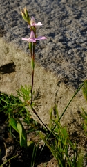 Disa obliqua clavigera