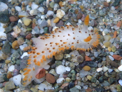 Crimora coneja
