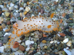 Crimora coneja