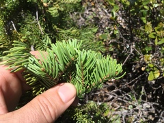 Abies magnifica shastensis