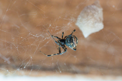 Parasteatoda tabulata